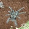 TARANTULA